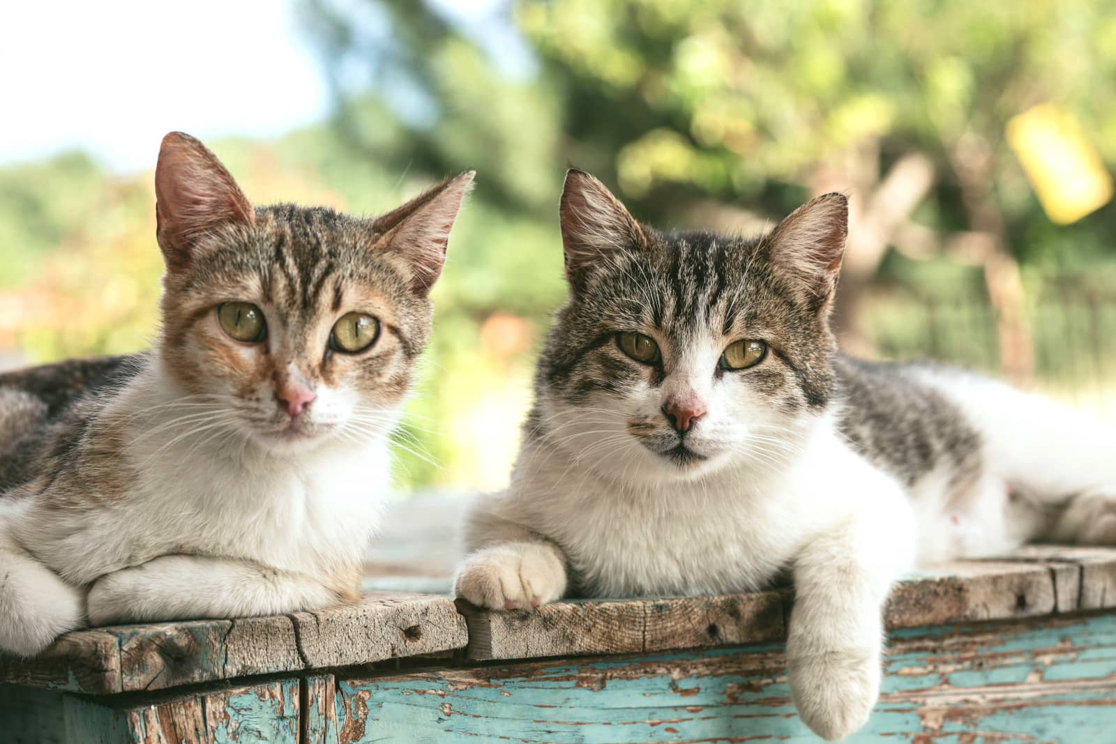 Chats Errants Anor
